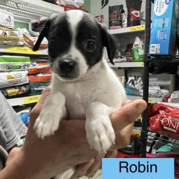 Chihuahua Dogs Available for Adoption in Tampa, Florida - Robin | PetCurious