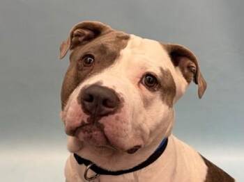 Miles -  Pit Bull Terrier and Mixed Breed Dog for Adoption in Golden Valley, Minnesota - Miles | PetCurious