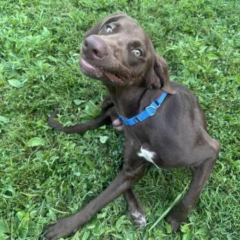 Hunter -  German Shorthaired Pointer and Labrador Retriever Dog for Adoption in Mount Vernon, Indiana - Hunter | PetCurious