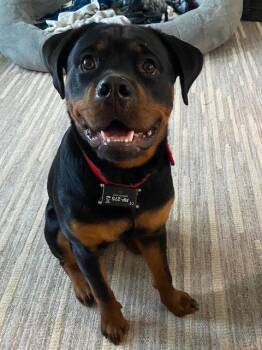 Ava -  Rottweiler Dog for Adoption in Lancaster, Pennsylvania - Ava | PetCurious