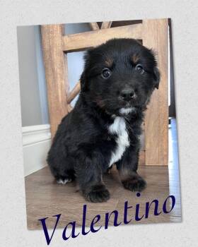 Mixed Breed Dogs Available for Adoption - Valentino | PetCurious