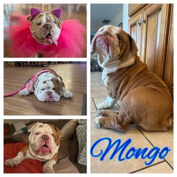 Rescue English Bulldog Dogs for Adoption in Hollister, California - Mongo | PetCurious