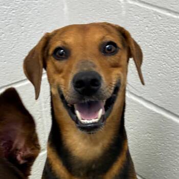 Charlie -  Hound and Mixed Breed Dog for Adoption in Corpus Christi, Texas - Charlie | PetCurious