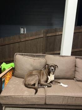 Flower -  Boxer and American Staffordshire Terrier Dog for Adoption in Portland, Oregon - Flower | PetCurious