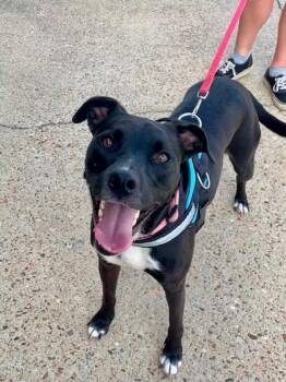 Rescue Labrador Retriever Dogs for Adoption in Arundel, Maine - Poppy - In Maine | PetCurious