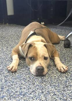 Peaches -  Pit Bull Terrier Dog for Adoption in Syracuse, New York - Peaches | PetCurious