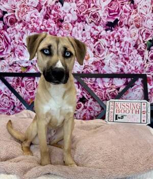 Siberian Husky and Mixed Breed Dogs Available for Adoption - LOKI | PetCurious