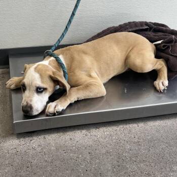 107813 -  Mixed Breed Dog for Adoption in Las Cruces, New Mexico - 107813 | PetCurious