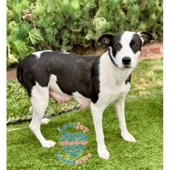 Violet -  Hound and Border Collie Dog for Adoption in Inglewood, California - Violet | PetCurious