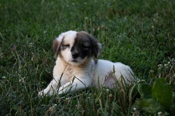 Ghost- Pre Adoption -  Mixed Breed Dog for Adoption in Kettering, Ohio - Ghost- Pre Adoption | PetCurious