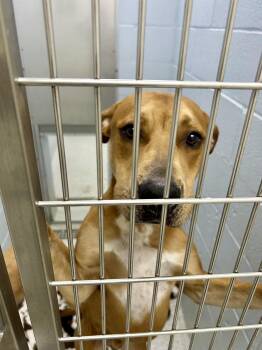 Rescue Labrador Retriever Dogs for Adoption in Lake Havasu City, Arizona - Ford | PetCurious