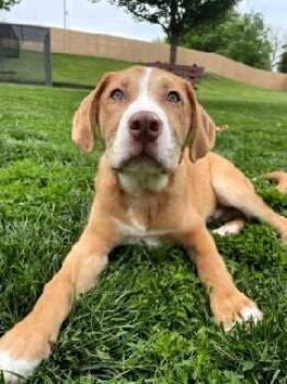 Little Foot -  Labrador Retriever Dog for Adoption in Paris, Kentucky - Little Foot | PetCurious