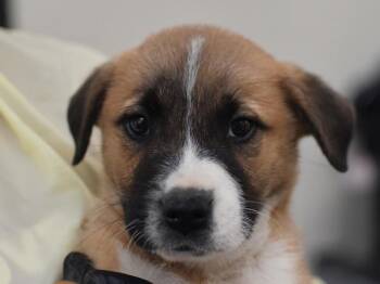Ala Moana -  Pit Bull Terrier Dog for Adoption in Portland, Oregon - Ala Moana | PetCurious