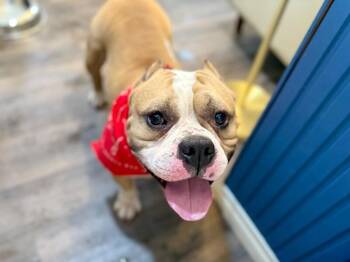 Bulldog and American Bully Dogs Available for Adoption - Bruno Buddy Boy | PetCurious