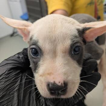 Imogen -  Terrier and Mixed Breed Dog for Adoption in Abilene, Texas - Imogen | PetCurious