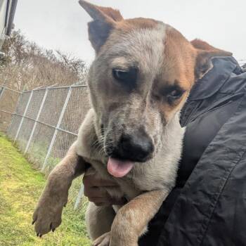 Cattle Dog Dogs Available for Adoption - Brumby | PetCurious