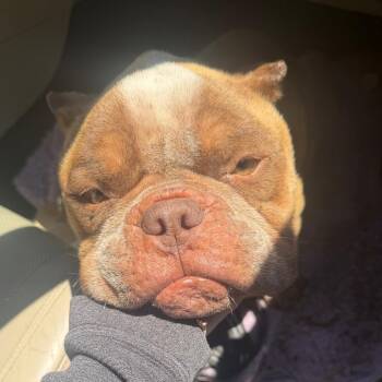 Mixed Breed Dogs Available for Adoption in Columbus, Georgia - 05/04/2026-Stray-HamiltonRoad-"Guwop" | PetCurious