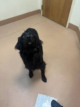 Billy Jean -  Flat Coated Retriever Dog for Adoption in Kennewick, Washington - Billy Jean | PetCurious