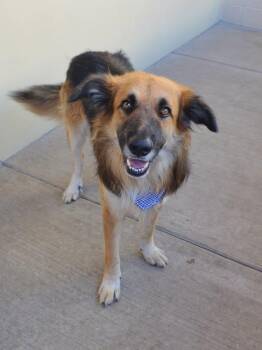 Freddy Krueger -  German Shepherd Dog Dog for Adoption in Mckinney, Texas - Freddy Krueger | PetCurious