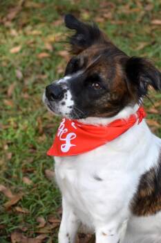 Rescue English Setter and Cocker Spaniel Dogs for Adoption in Palm City, Florida - Chewy | PetCurious