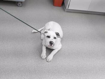 JEREMIAH -  Labrador Retriever and Mixed Breed Dog for Adoption in Omaha, Nebraska - JEREMIAH | PetCurious