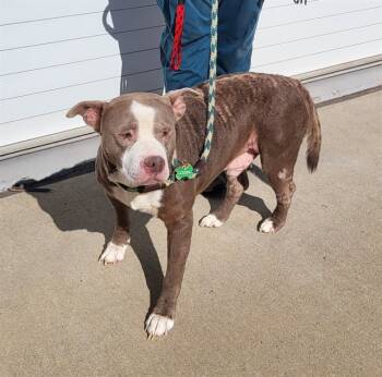 Rescue Pit Bull Terrier Dogs for Adoption in Louisville, Kentucky - SCRAPS PAPPY | PetCurious