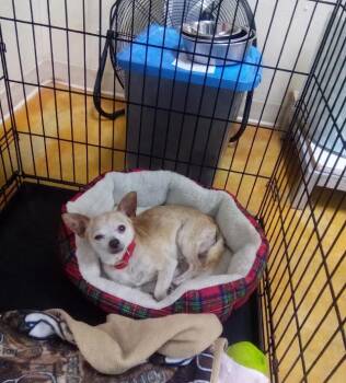 Katatin -  Chihuahua Dog for Adoption in Austin, Minnesota - Katatin | PetCurious