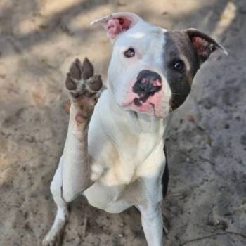Rescue Mixed Breed Dogs for Adoption in Sarasota, Florida - Webbie | PetCurious