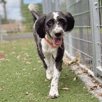 Luna -  Cavalier King Charles Spaniel and Australian Shepherd Dog for Adoption in Fullerton, Pennsylvania - Luna | PetCurious