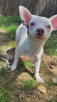 Esmerelda -  Chihuahua Dog for Adoption in Oklahoma City, Oklahoma - Esmerelda | PetCurious