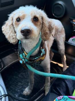 Noodle -  Poodle and Golden Retriever Dog for Adoption in Port Jervis, New York - Noodle | PetCurious