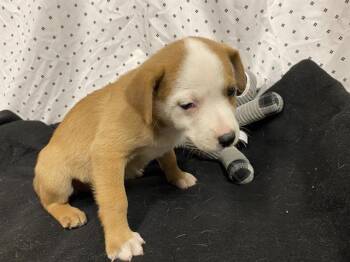 Australian Shepherd and Mixed Breed Dogs Available for Adoption in Modesto, California - SCOOTER | PetCurious