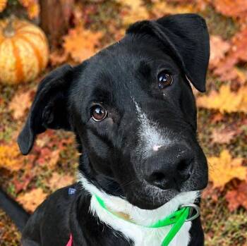 Ranch -  Labrador Retriever and Great Dane Dog for Adoption in Cedar Mountain, North Carolina - Ranch | PetCurious