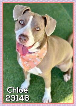 CHLOE -  Pit Bull Terrier Dog for Adoption in Marietta, Georgia - CHLOE | PetCurious