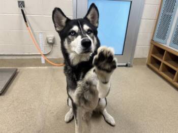 Rescue Siberian Husky and Mixed Breed Dogs for Adoption in Grand Prairie, Texas - BENJI | PetCurious