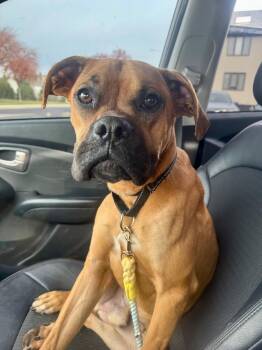 Rescue Boxer Dogs for Adoption in Providence, Rhode Island - Foster Or Adopter Needed For Rolo | PetCurious