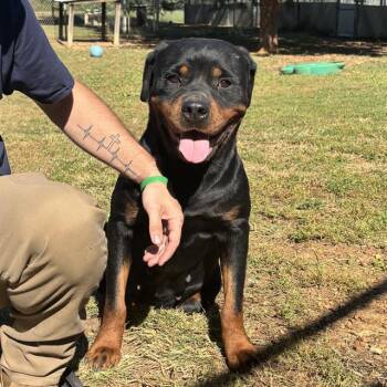 Rescue Rottweiler Dogs for Adoption - BETH | PetCurious