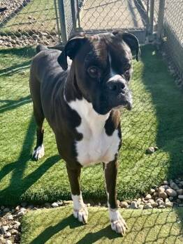 Boxer Dogs Available for Adoption in Evansville, Indiana - Remmington | PetCurious