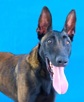 RAY -  Belgian Shepherd Malinois Dog for Adoption in Pasadena, California - RAY | PetCurious