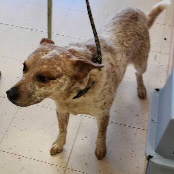 Mixed Breed Dogs Available for Adoption in Davenport, Iowa - Peppabroni | PetCurious