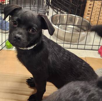 Pug and Dachshund Dogs Available for Adoption in Houston, Texas - Ollie | PetCurious
