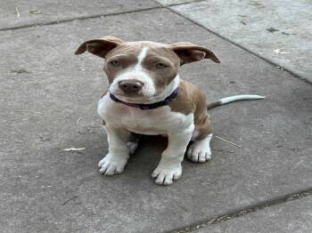 Rescue Pit Bull Terrier and Mixed Breed Dogs for Adoption in Springfield, Illinois - Mina (in A FOSTER Home) | PetCurious