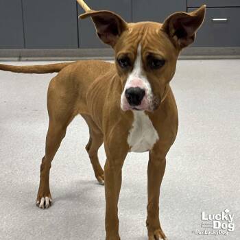 Boxer and Labrador Retriever Dogs Available for Adoption - Cilantro | PetCurious