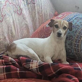 Arica -  Jack Russell Terrier Dog for Adoption in Fair Play, Missouri - Arica | PetCurious