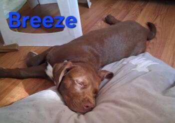 Breeze -  Pit Bull Terrier Dog for Adoption in New Bern, North Carolina - Breeze | PetCurious