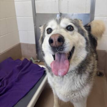 Siberian Husky Dogs Available for Adoption in Reno, Nevada - Shayla | PetCurious