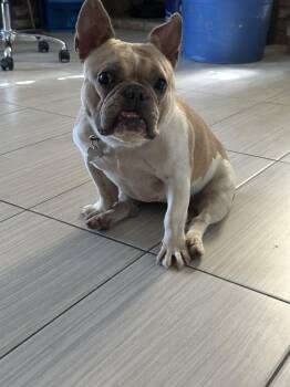 Rescue French Bulldog Dogs for Adoption in Las Vegas, Nevada - Cindy | PetCurious