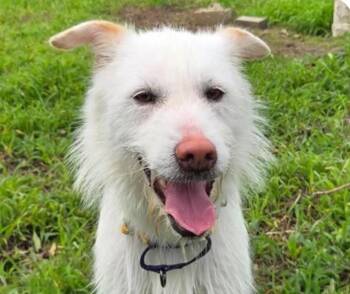 Chelsea -  Terrier and Jindo Dog for Adoption in San Ramon, California - Chelsea | PetCurious