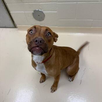 C. Breezy -  Mixed Breed Dog for Adoption in Winston-salem, North Carolina - C. Breezy | PetCurious