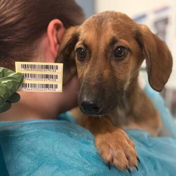 Fruit Bat -  Mixed Breed Dog for Adoption in Charleston, West Virginia - Fruit Bat | PetCurious